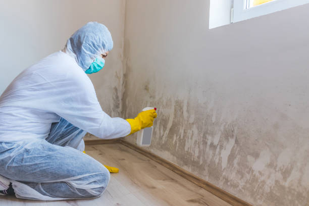 Attic mold on roof deck in Cooksville home