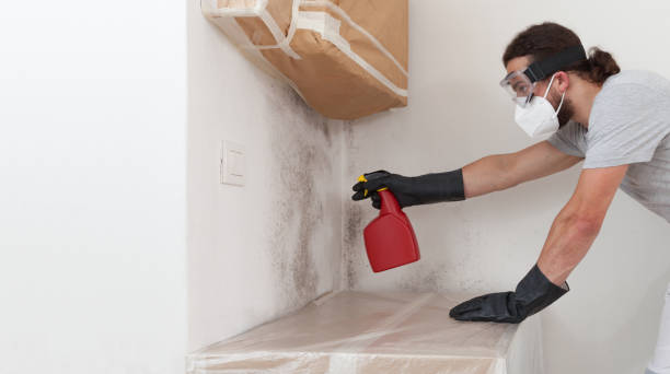 Attic Mold Remediation treatment on roof deck in Cooksville