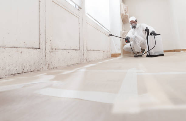 Black mold remediation team in Cooksville